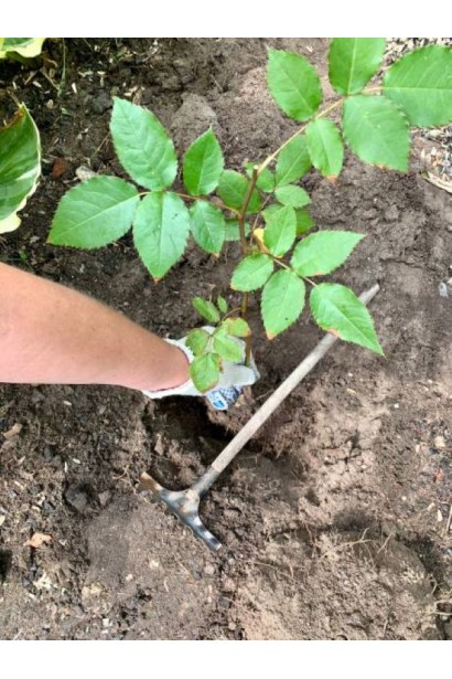 Троянда Каралуна - посадка у відкритий грунт